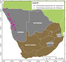 Image result for Commicarpus pentandrus