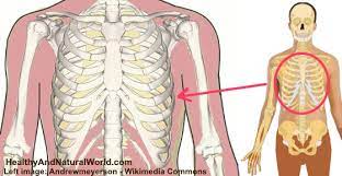 The gallbladder is located in the upper right abdomen just under the liver and rib. Pain Under Ribs The Most Common Causes And Treatments