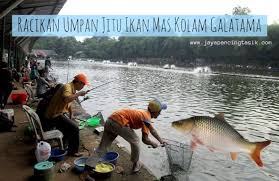 Racikan Umpan Jitu Ikan Mas Kolam Galatama Paling Mantap Dengan Tambahan Essen Dari Jaya Essen Tenggiri Aroma Dominan Amis Yang Akan Menggu Ikan Mas Essen Ikan