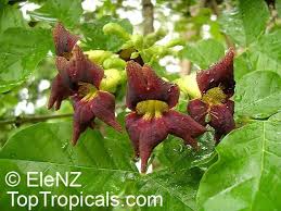 Image result for Markhamia obtusifolia