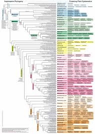 Image result for Gerrardinaceae