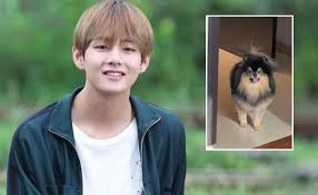 Bts Member V S Cute Pet Dog Yeontan Trends Worldwide Watch Video bts member v s cute pet dog yeontan