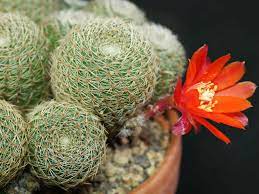 Some tips on how to transplant a cactus without harm large plants over 5 feet (1.5 m.) in height will benefit from staking. Rebutia Heliosa Subsp Cajasensis World Of Succulents Cactus Plants Succulent Garden Diy Succulents