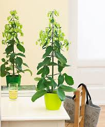 Kalanchoe Magic Bells House Plants Indoor Low Light House Plants House Plants Decor