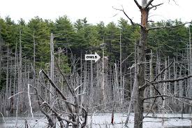 Great Horned Owls Nest In Great Blue Heron Rookery Find & download free graphic resources for owl nest. great horned owls nest in great blue