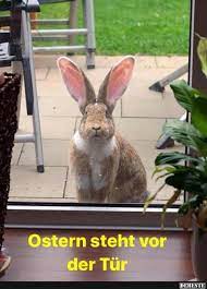 Tucano ecards kostenlose grußkarten für e mail handy und facebook. Ostern Steht Vor Der Tur Lustige Bilder Spruche Witze Echt Lustig Ostern Lustig Flamisches Riesenkaninchen Spruche Ostern