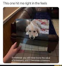 This One Hit Me Right In The Feels Sometimes You Will Never Know The Value Of A Moment Until It Becomes A Memory Ifunny Dog Quotes Funny Animals Cute Animals
