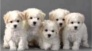Image result for images of bichon frise puppies