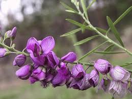 Image result for Polygala virgata