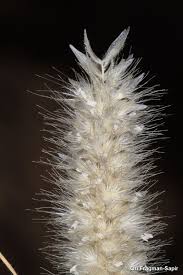 Image result for Enneapogon desvauxii