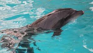 Datorita pescuitului industrial al acestor specii, dar si a reducerii bazei trofice, numarul lor era, in 1965, de doar 300 000 exemplare, cu 62 000 capturi anual. Delfinii Din Marea NeagrÄƒ