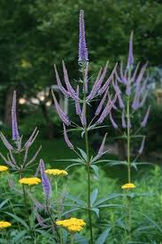 Veronicastrum Virginicum 39 Faszination 39 Mit Gelbem Achillea Achillea Faszination Garten Garten Bepflanzen Garten Garten Pflanzen