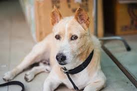Inflammation Of The Penis And Prepuce In Dogs Symptoms Causes Diagnosis Treatment Recovery Management Cost