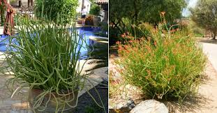 We did not find results for: Euphorbia Lomelii Slipper Plant World Of Succulents