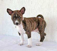 For more information on inherited diseases in basenjis, please visit the basenji club of america website on the links page. Basenji Wikipedia