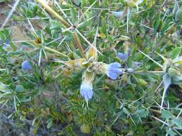 Image result for Blepharis involucrata