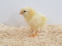 Hoover S Hatchery Cornish Cross Broiler Chickens 10 Ct Baby Chicks At Tractor Supply Co