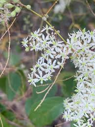 Image result for Asparagus buchananii