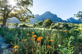 Willkommen auf unserer seite, die alle antworten zu words of wonders südafrika botanischer garten kirstenbosch enthält. 5 Tipps Fur Den Botanischen Garten Kirstenbosch