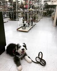 It owns a chain of arts and crafts stores with a volume of over $5 billion in 2018. Pin On Old English Sheepdogs