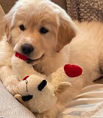 Little Holden Tuexdix is officially 100 pounds already!