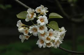 Image result for Vernicia