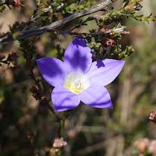 Image result for Wahlenbergia capitata