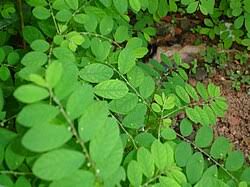 Image result for Phyllanthus nyikae