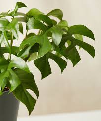 I also have a plum tree that is looking sad. Why Are My Rhaphidophora S Leaves Curling Bloomscape