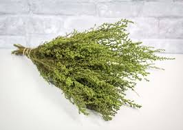 Image result for Stoebe