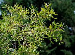 Image result for Maytenus chasei