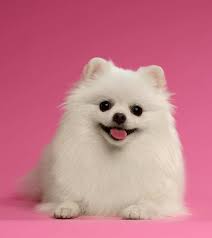 White Pomeranian Why White Poms Are More Unusual Than Most Spoiled pomeranian on board | dogs, gifts, cars, trucks. white pomeranian why white poms are