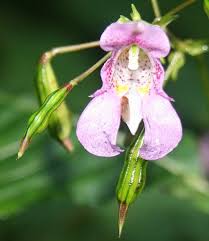 Image result for Impatiens psychadelphoides