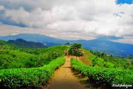 Kebun teh cipasung adalah sebuah objek wisata di daerah majalengka yang berbatasan langsung dengan kabupaten tasik, terletak di desa cipasung kecamatan lemahsugih yang memiliki luas +58 ha yang dikelola oleh koperasi buana mukti. Indahnya Perkebunan Teh Cipasung Majalengka Yang Sejuk Pergi Ngetrip