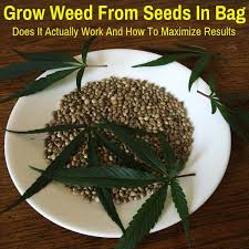 This will help paper towel stick to the plastic bag and keep the seeds at the top. Grow Weed From Seeds In Bag Does It Actually Work Grow Light Info