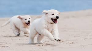 Arti mimpi anjing menggigit kaki atau pergelangan kaki anda, ini mungkin menunjukkan bahwa dalam beberapa hal anda telah kehilangan keseimbangan dalam hidup anda, dan penyebabnya biasanya oleh orang. Dream Interpretation Anjing Putih Mengapa Impian