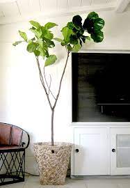 The Marion House Book Big Indoor Plants Indoor Fig Trees Fiddle Leaf
