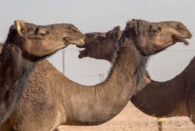 Nrc camel bikaner, camel milk farm bikaner, camel research center. 8r2a2823 Black Camel Farm South Oman