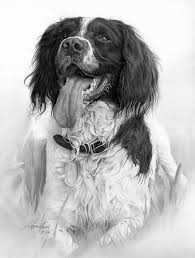 Black And White Springer Spaniel Clipart Pin By Melissa Ford On Commissioned Drawings Spaniel Art Pencil Drawings Of Animals Dog Portraits
