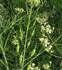 Image result for Raphanus