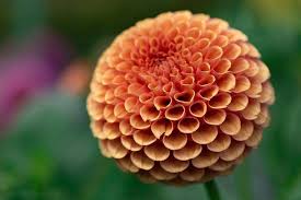 Purpurfärgad kaktusdahlia med vita schatteringar, fantastiskt vacker och iögonfallande sort! Dahlia Ball Mirella 2 Tuber Plant Giant Flowers Great Cut Flowers Caribbeangardenseed