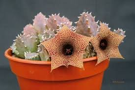 Image result for Huernia longituba