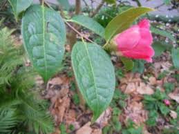 Image result for Theaceae