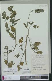 Image result for Afrobrunnichia erecta