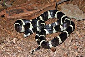 California King Pet Snake California King Snake Snake