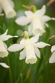 Like A Larger Tete A Tete But In The Most Perfect Ivory A Very Classy Daff Ideal For Pots And Containers And The Front Of A Bed Narzissen Pflanzen Fruhling