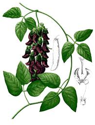 Image result for Psophocarpus scandens