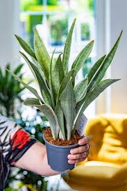 Image result for Sansevieria metallica