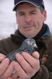 Flights of Fancy: Birmingham roller pigeons