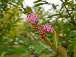 Image result for Lagerstroemia